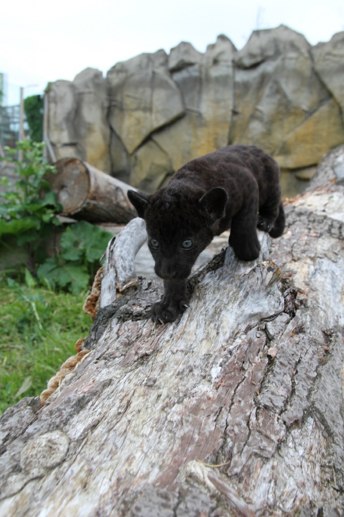 ������� ��������CAMC1158.jpg